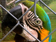 A parrot at Ecuagenera, the largest orchid grower in Ecuador.
